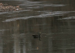 American Black Duck - ML646420848