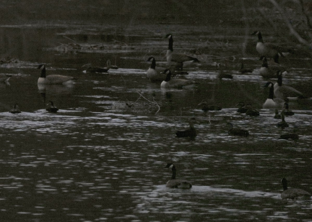 American Black Duck - ML646420849