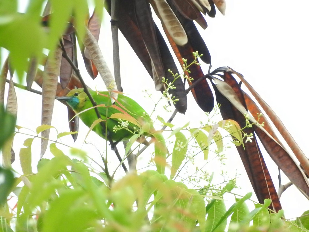 Jerdon's Leafbird - ML646420853