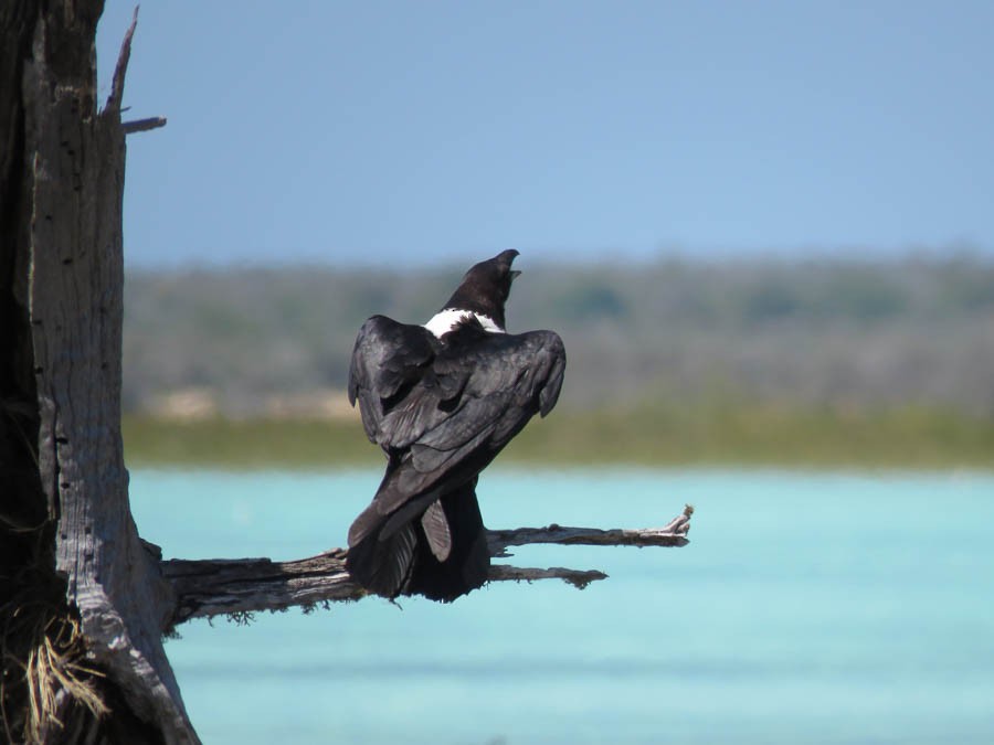 Pied Crow - ML646420854