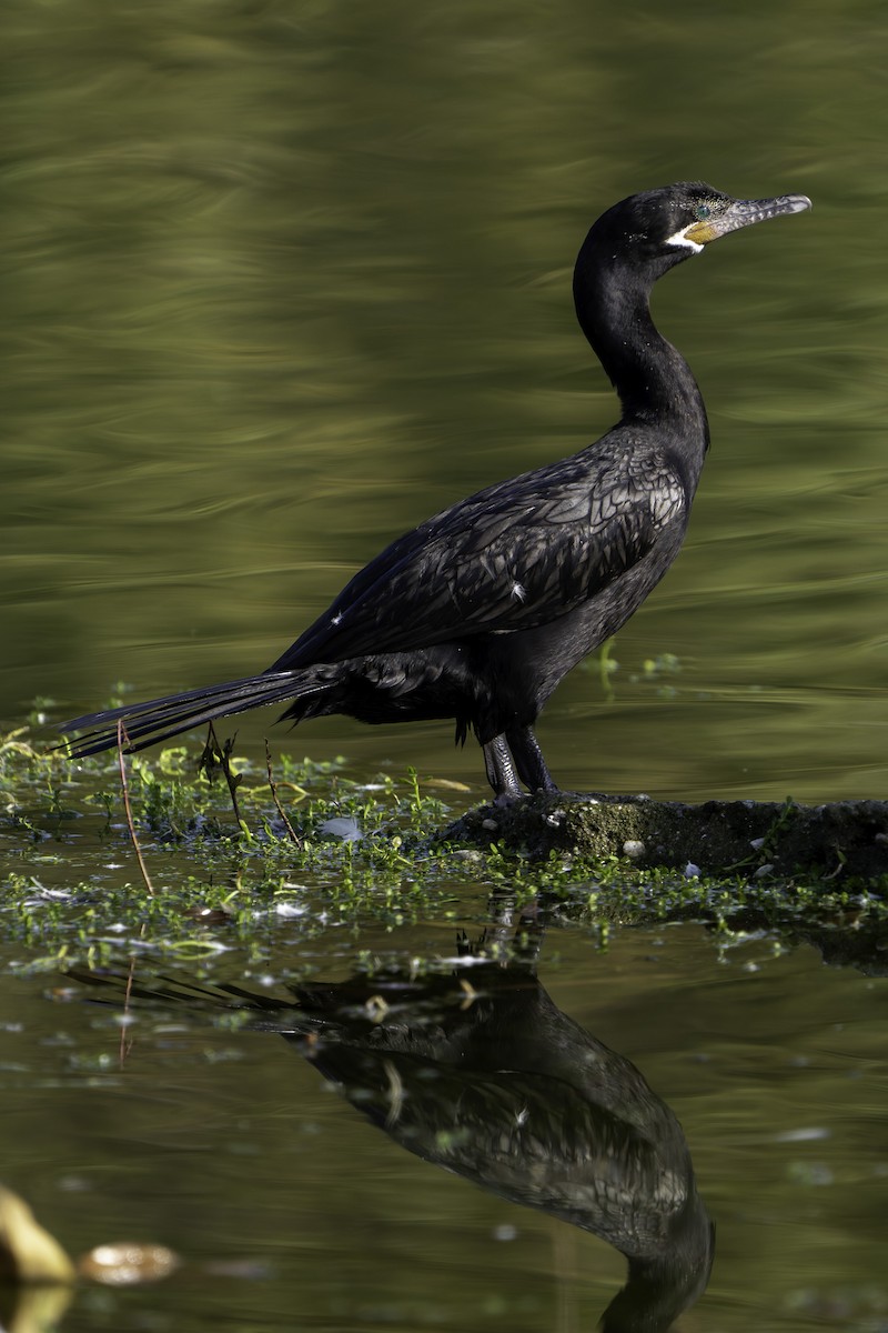 Neotropic Cormorant - ML646420855