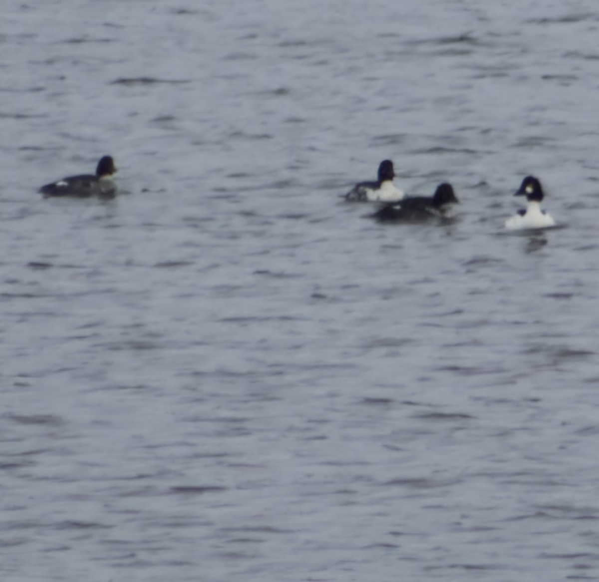 Common Goldeneye - ML646420856