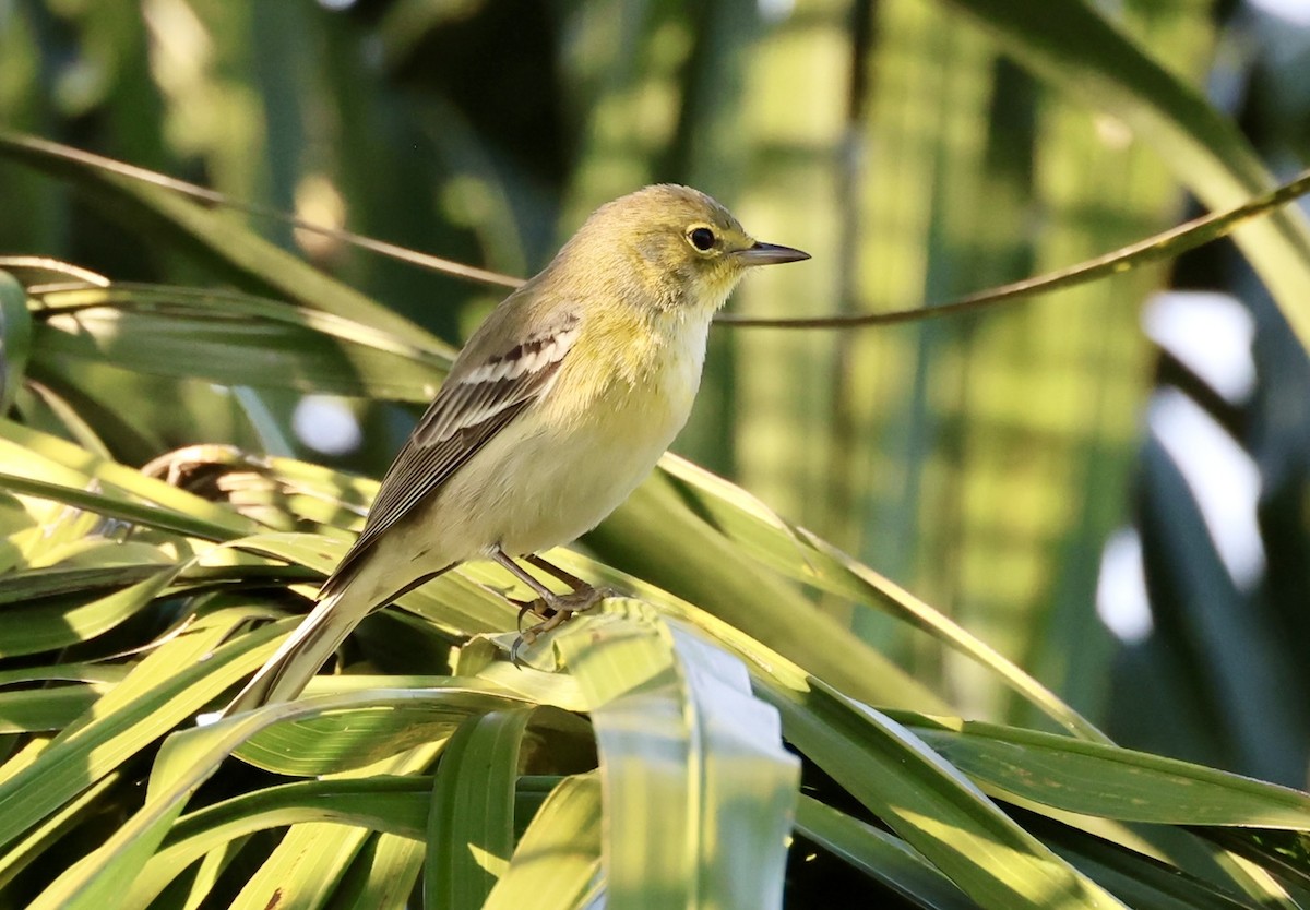 Pine Warbler - ML646420857