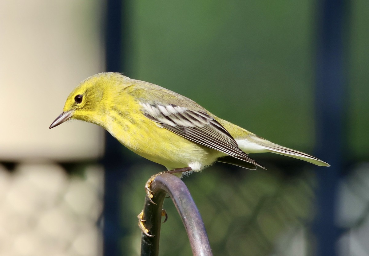 Pine Warbler - ML646420858