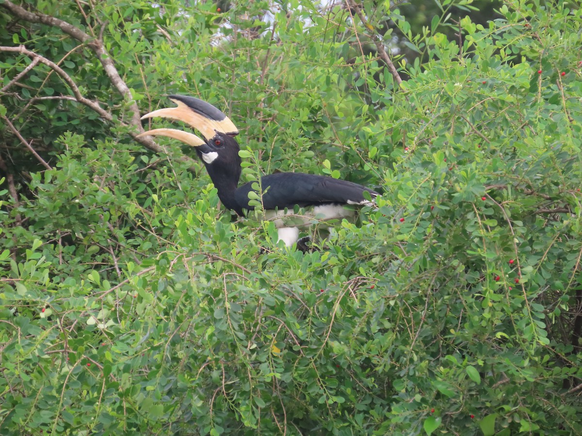 Malabar Pied-Hornbill - ML646420859