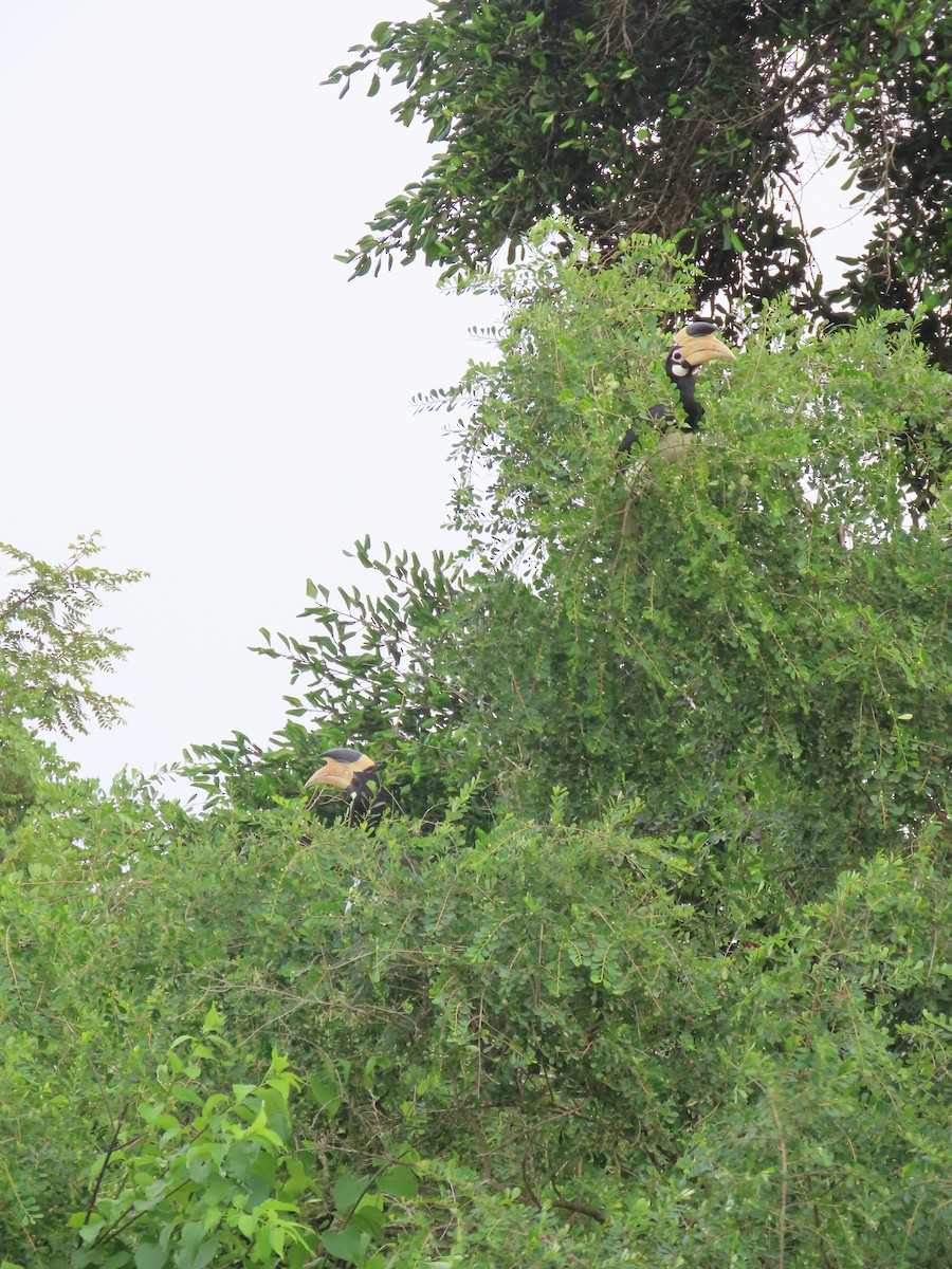 Malabar Pied-Hornbill - ML646420861