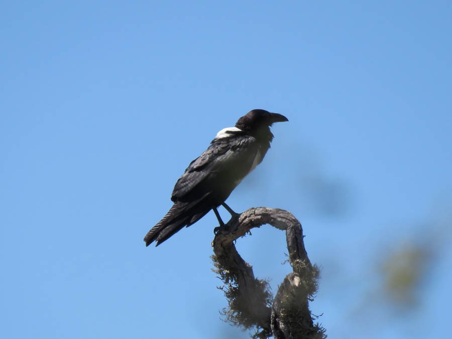 Pied Crow - ML646420862