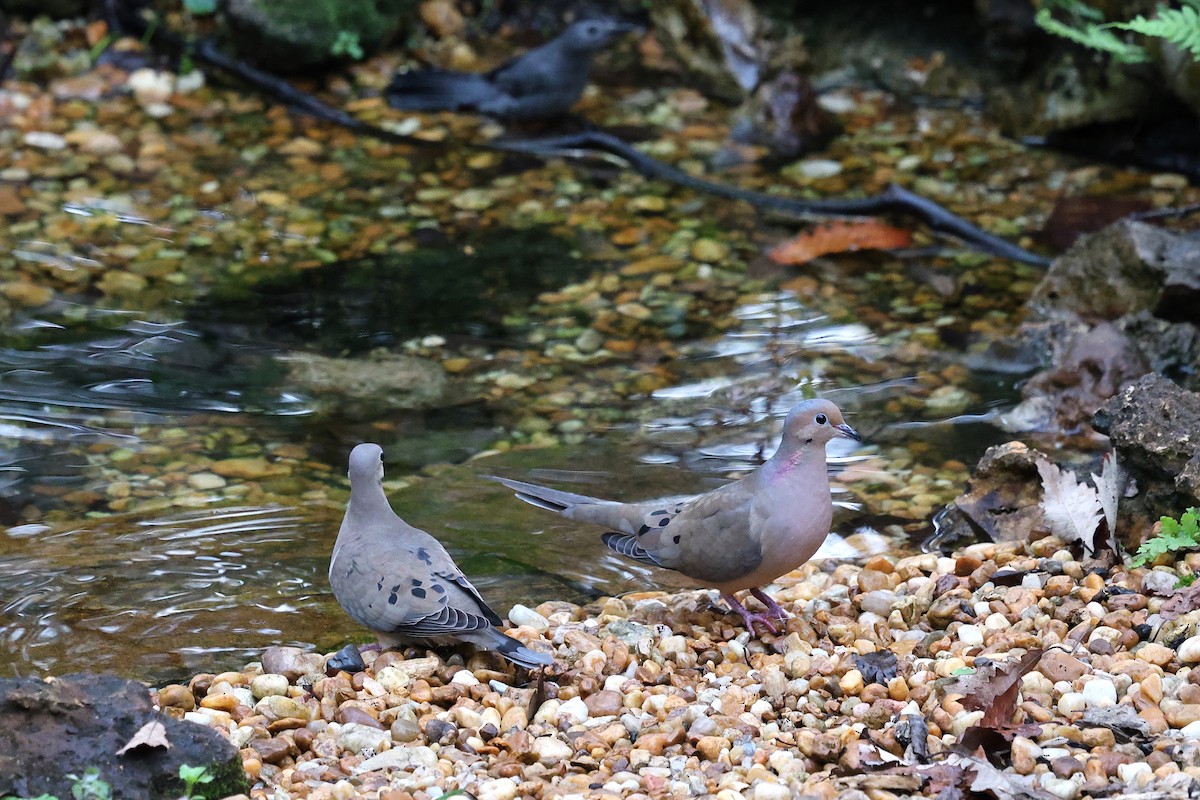 Mourning Dove - ML646420863