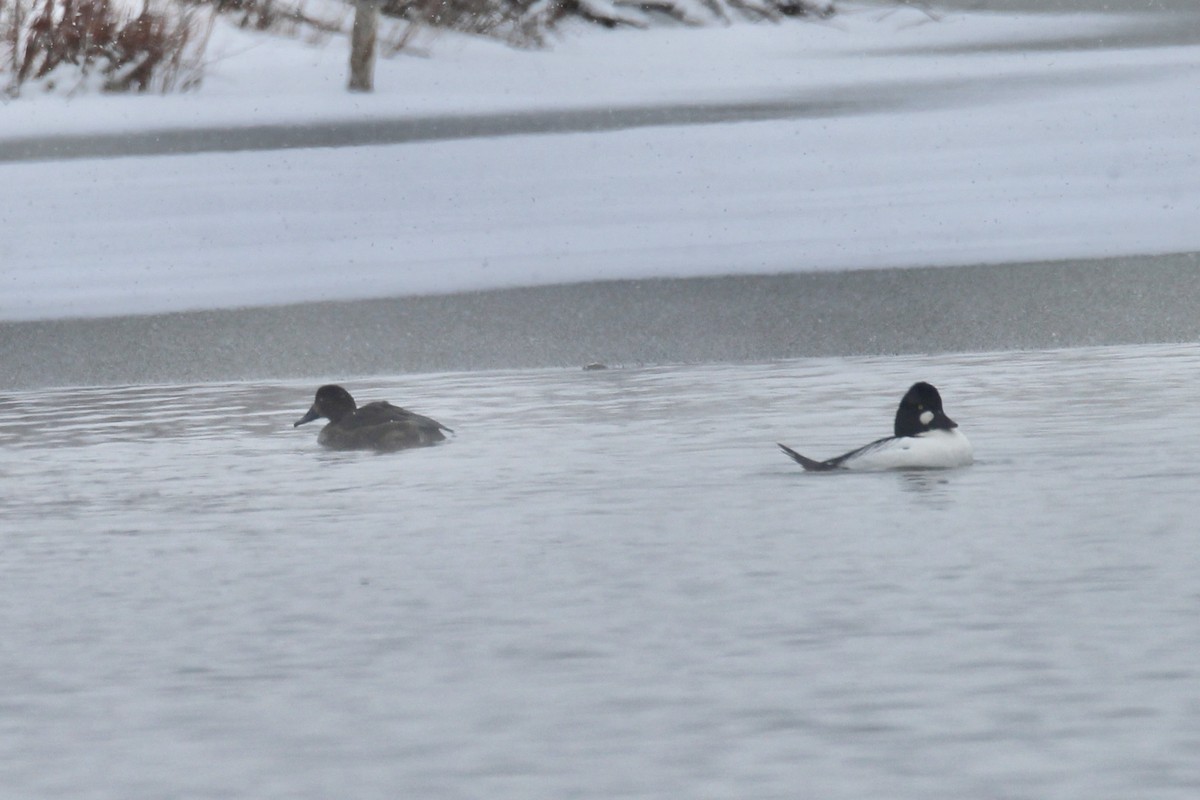 Common Goldeneye - ML646420866