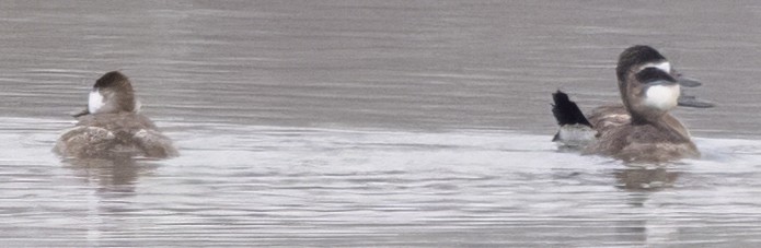 kachnice kaštanová - ML646420868