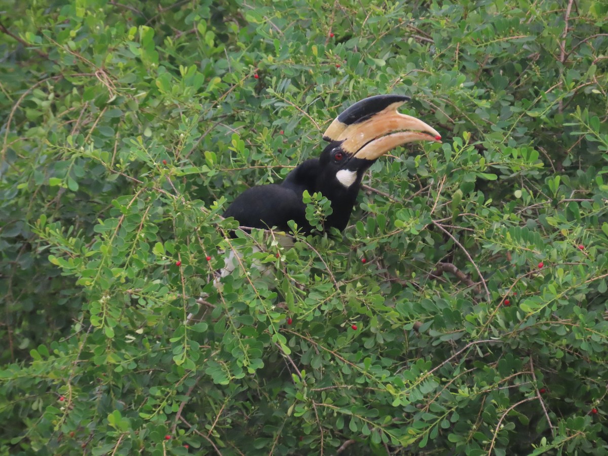 Птах-носоріг індійський - ML646420870