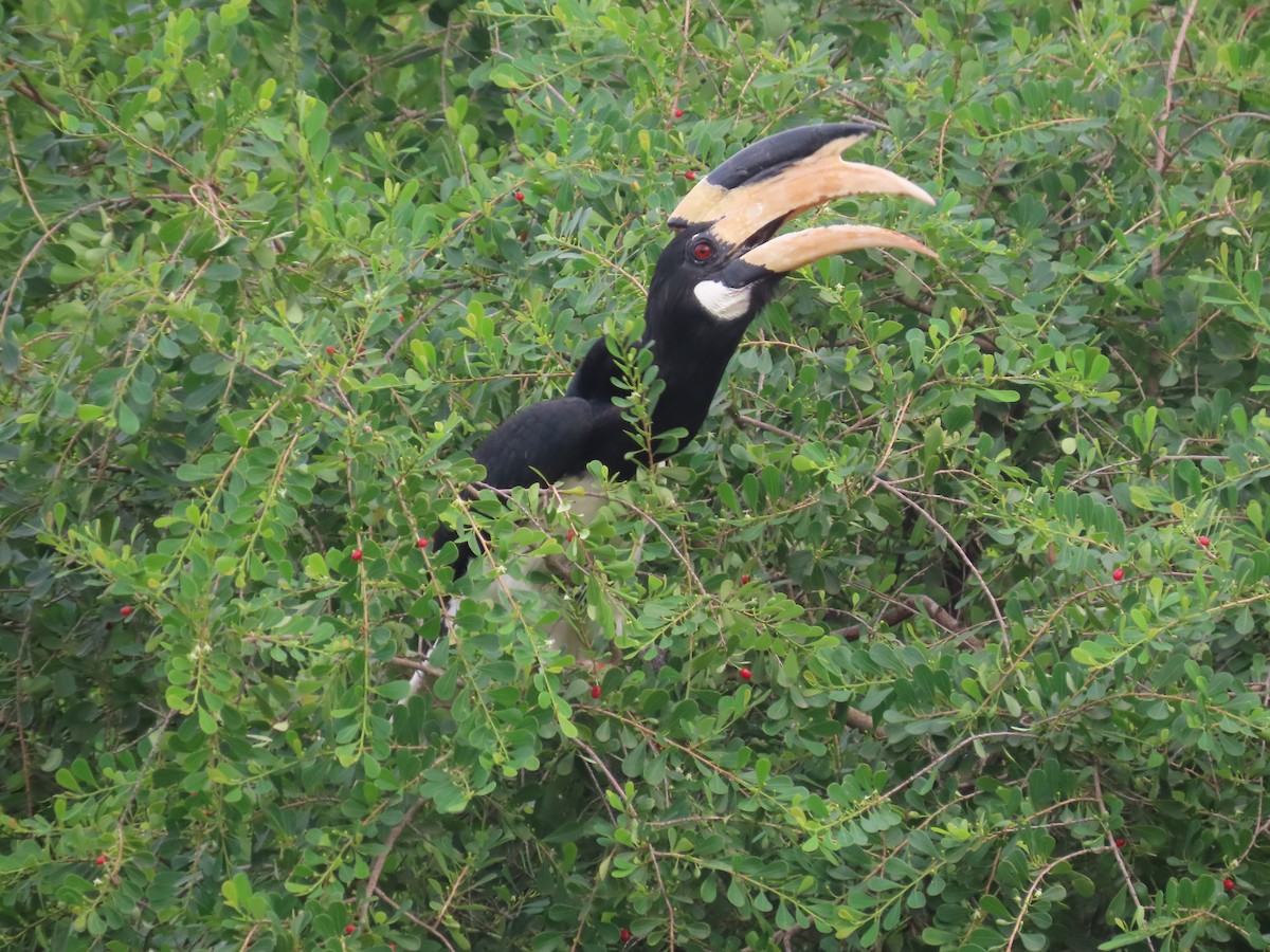 Птах-носоріг індійський - ML646420872