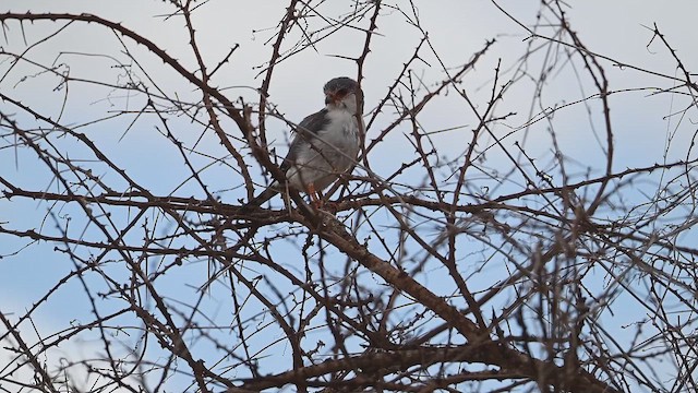 Pygmy Falcon - ML646420874