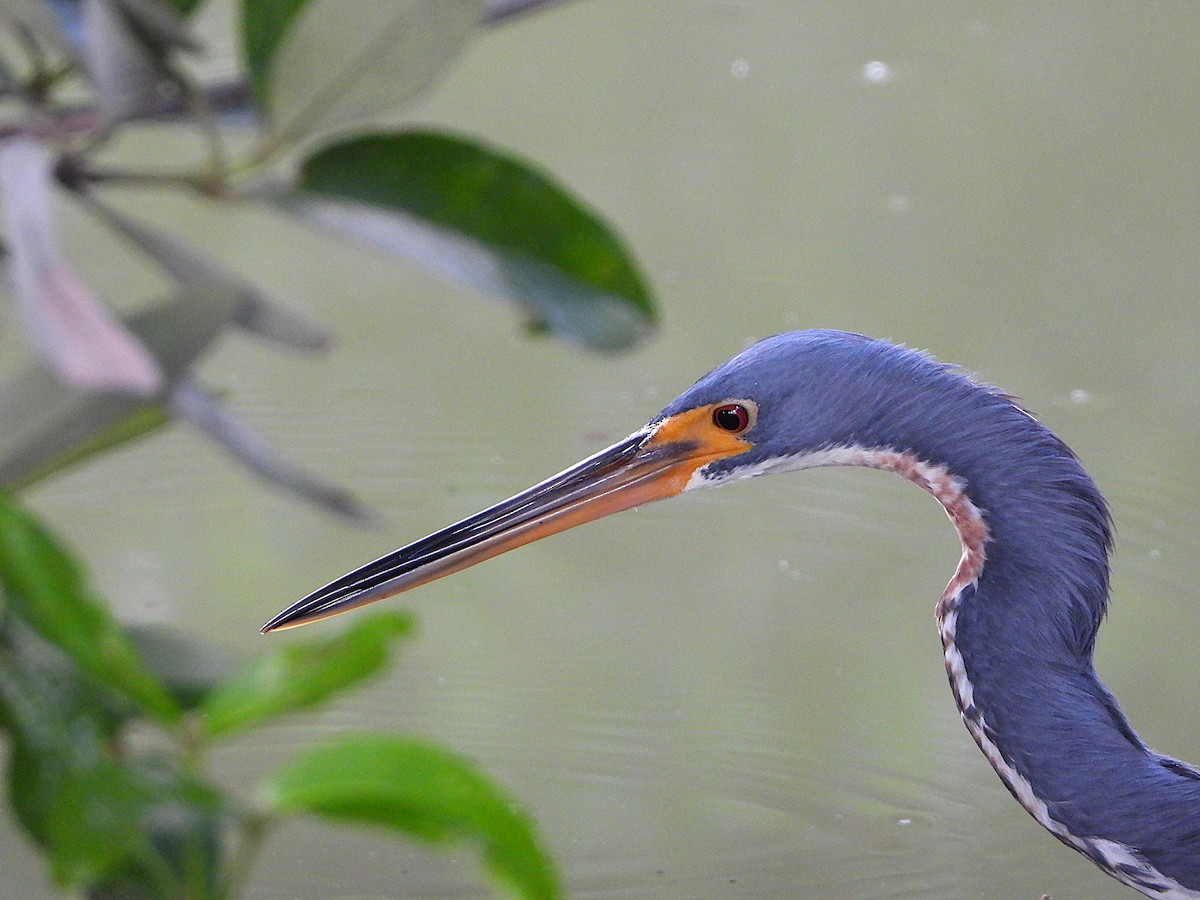 Tricolored Heron - ML646420878
