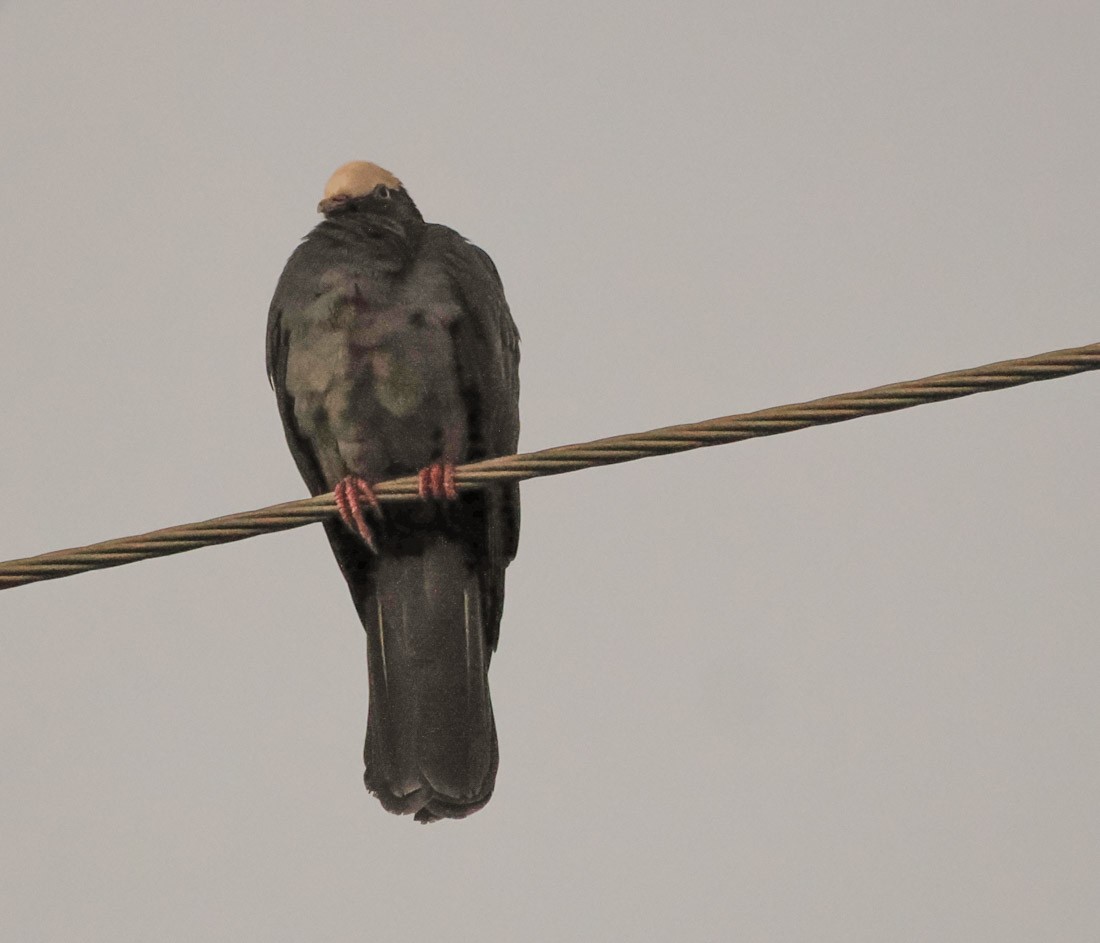 White-crowned Pigeon - ML646420881