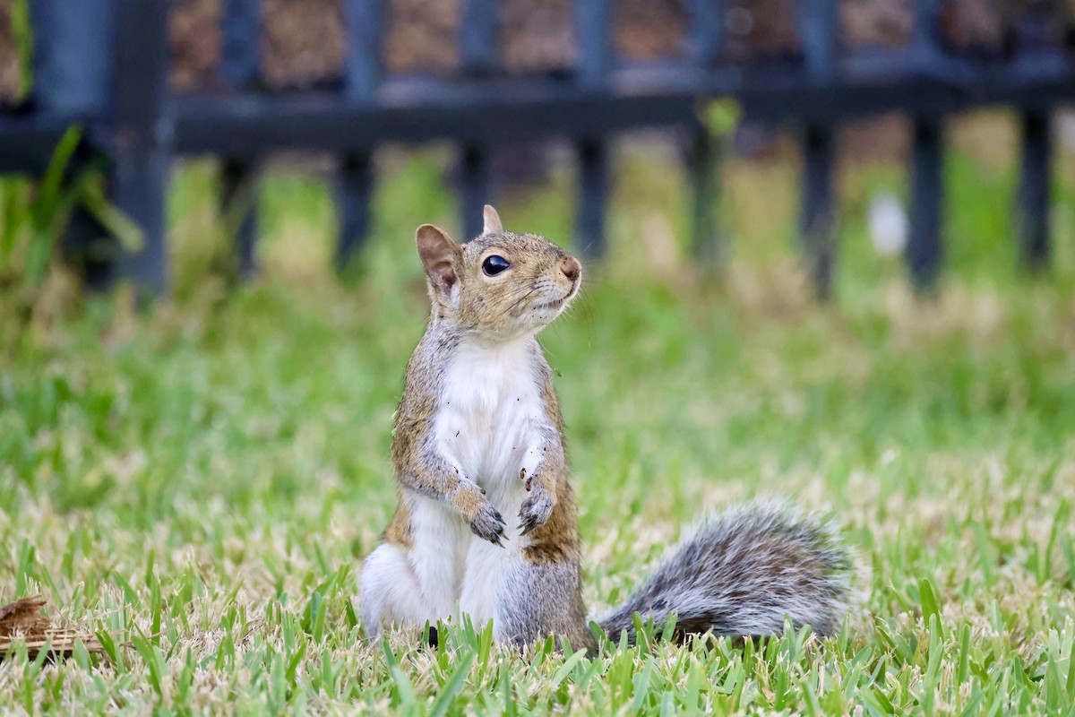 Animals - ML646420885