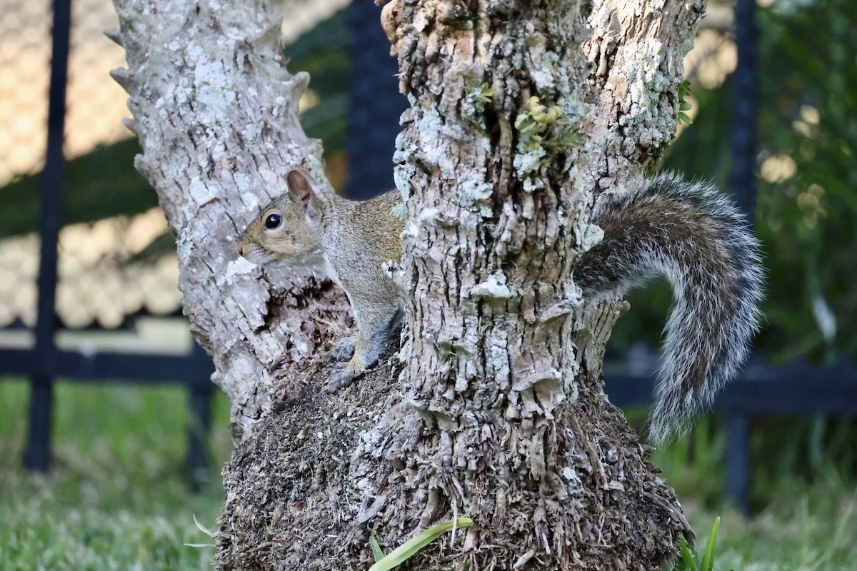 Animals - ML646420887