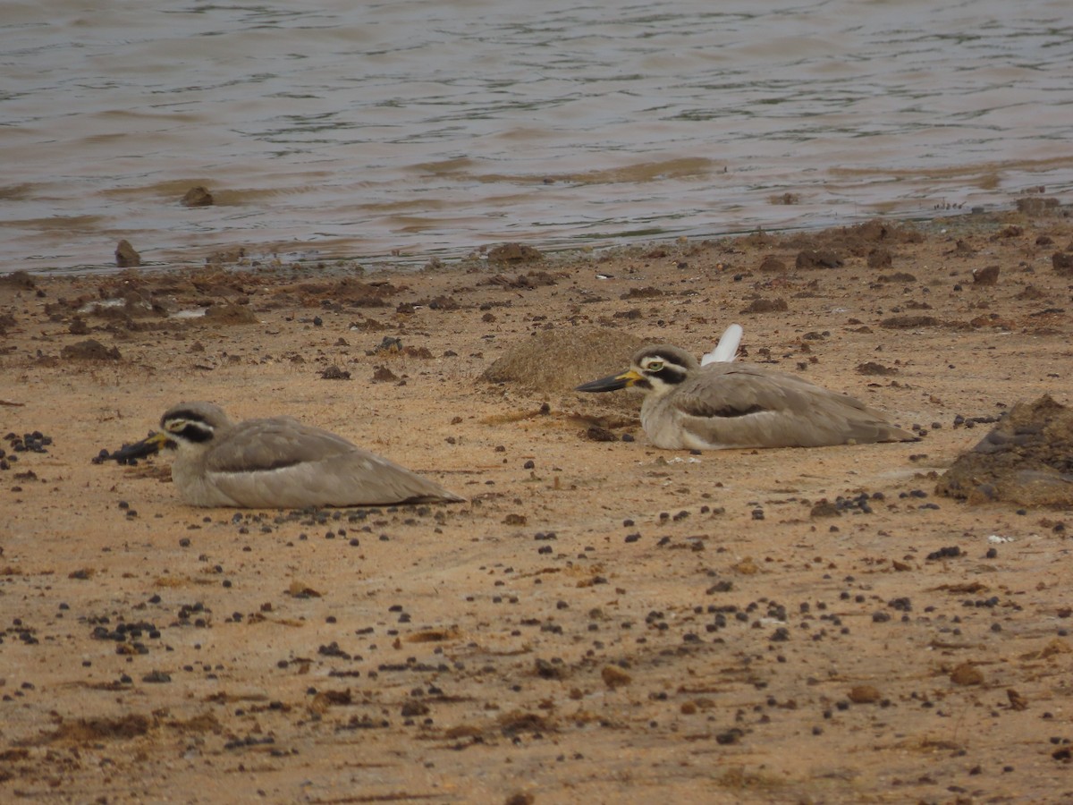 Лежень великий - ML646420890