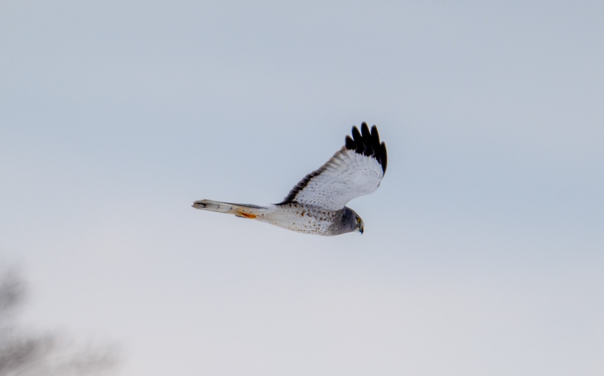 Northern Harrier - ML646420892