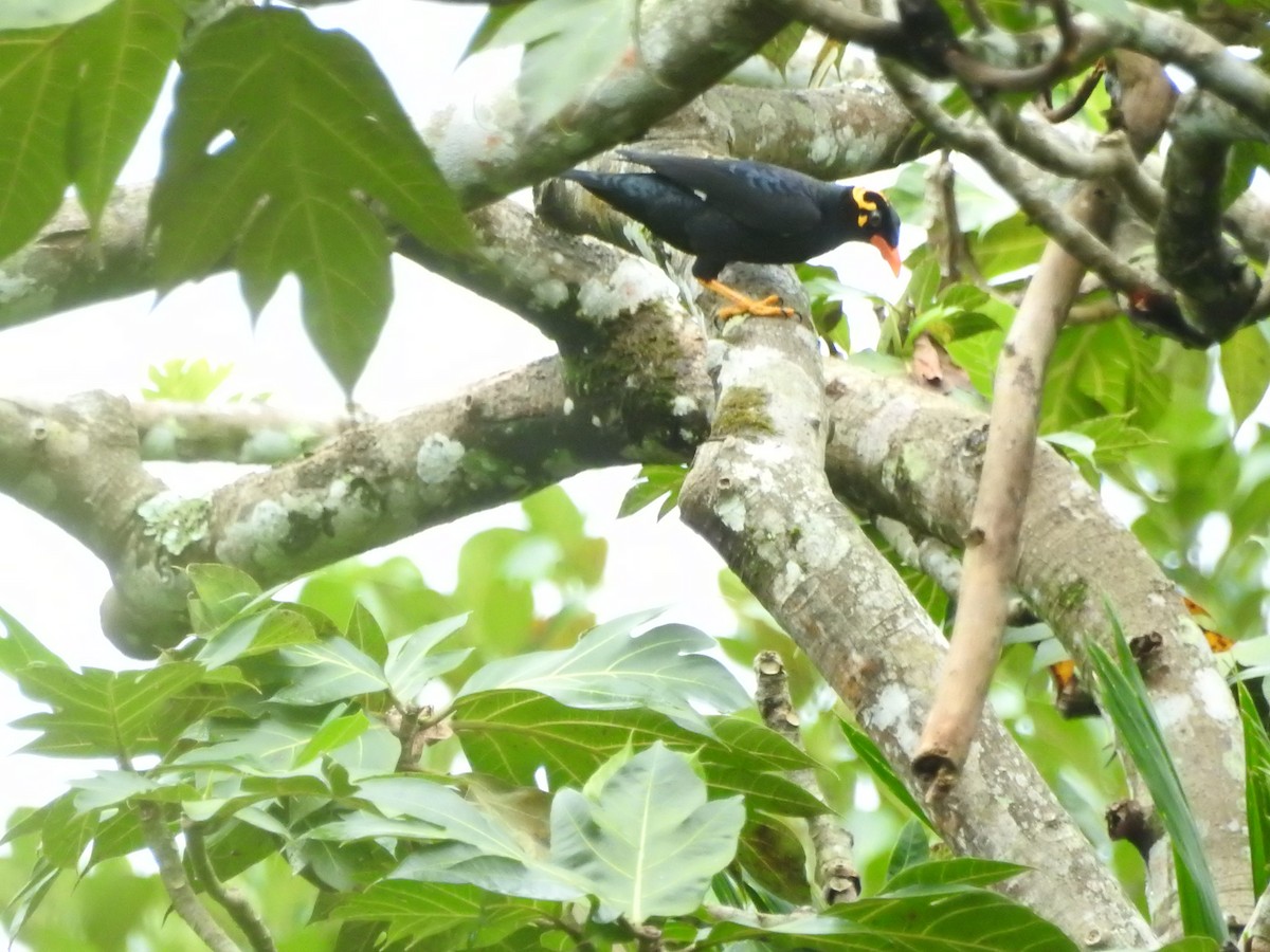 Southern Hill Myna - ML646420893