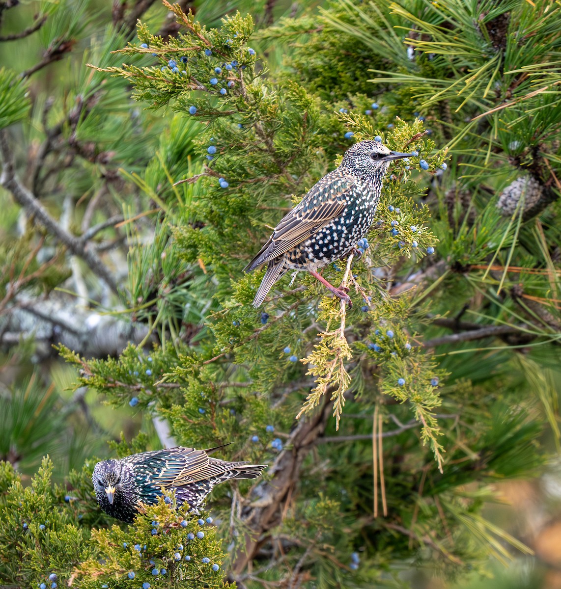European Starling - ML646420894
