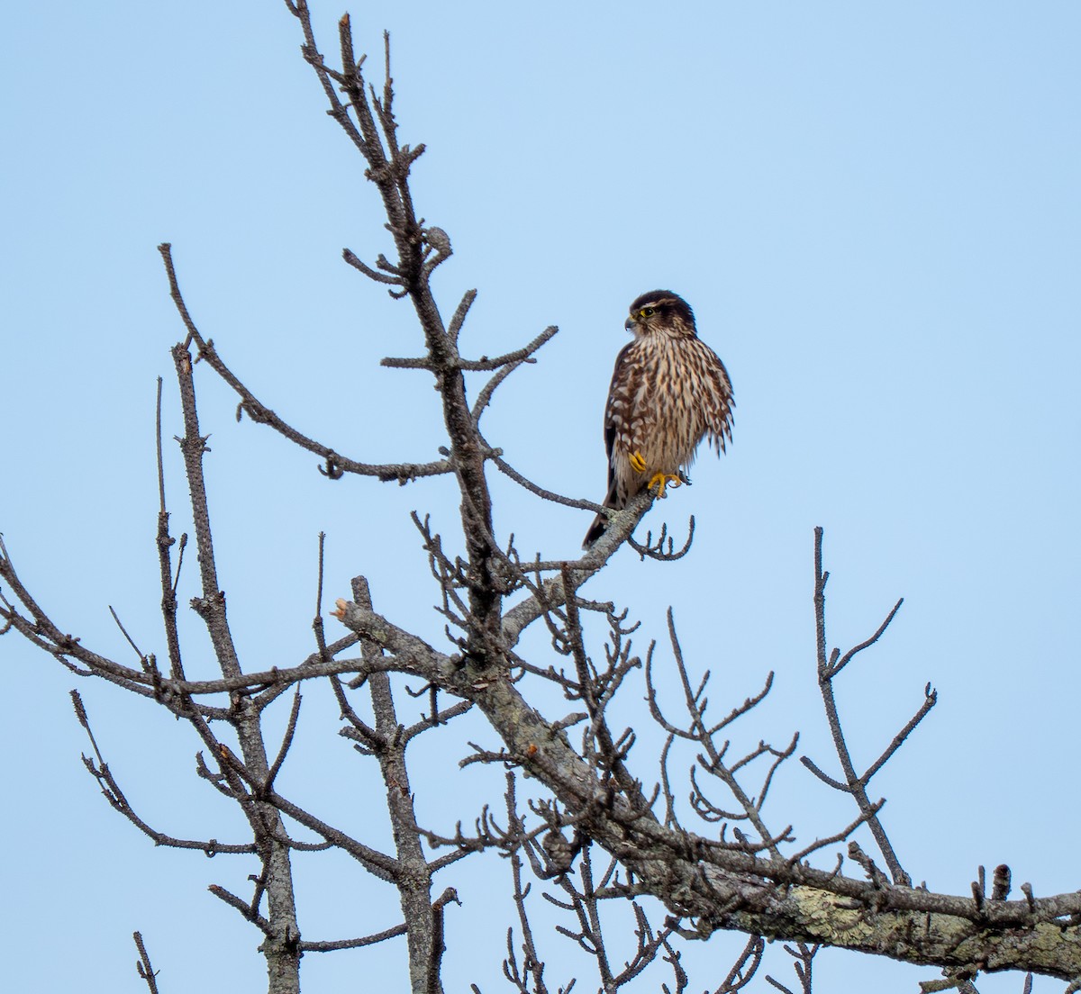 Merlin - ML646420898