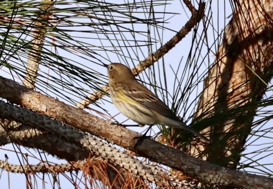 Yellow-rumped Warbler - ML646420899