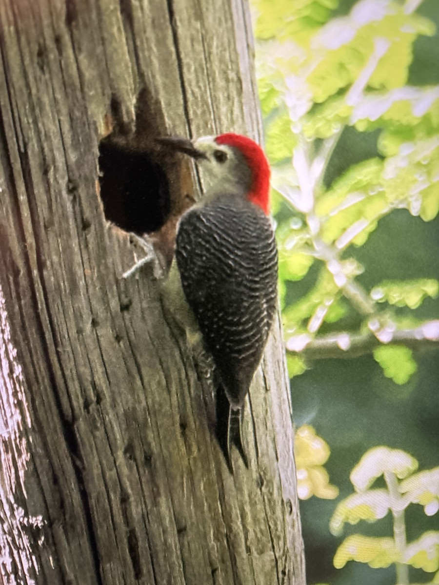 Jamaican Woodpecker - ML646420900