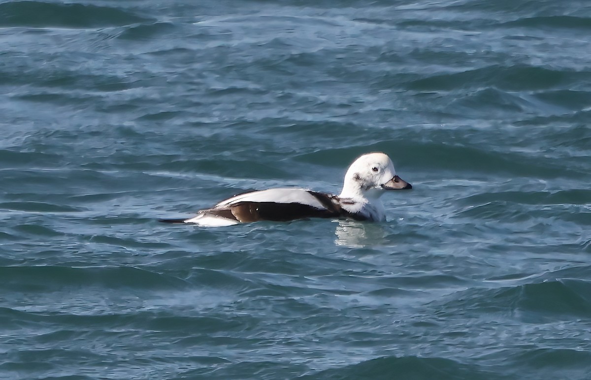 hoholka lední - ML646420901