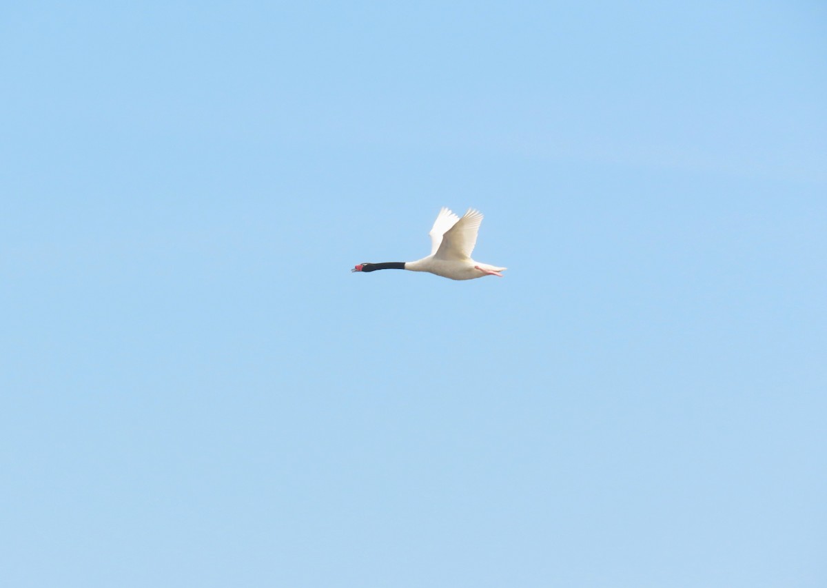 Black-necked Swan - ML646420903