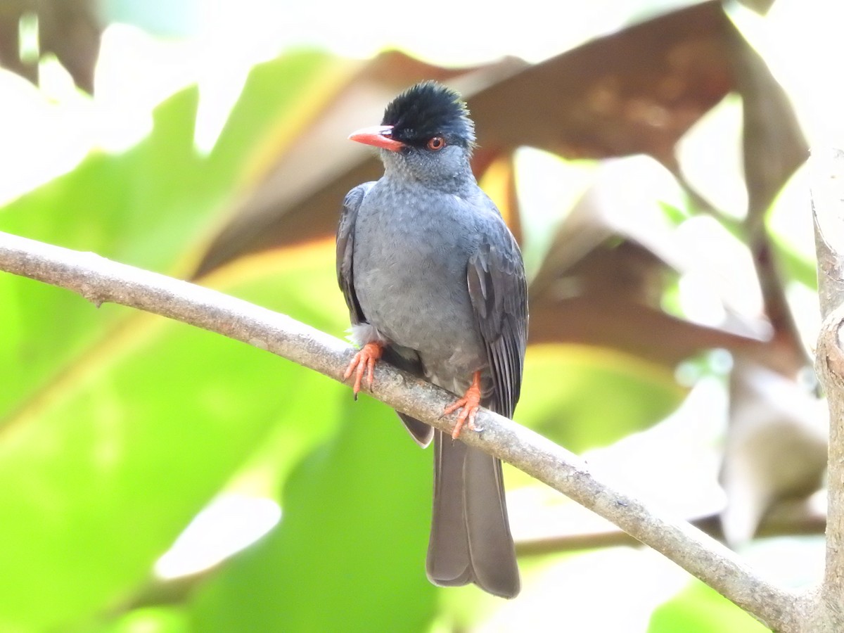 Горована індійська - ML646420910