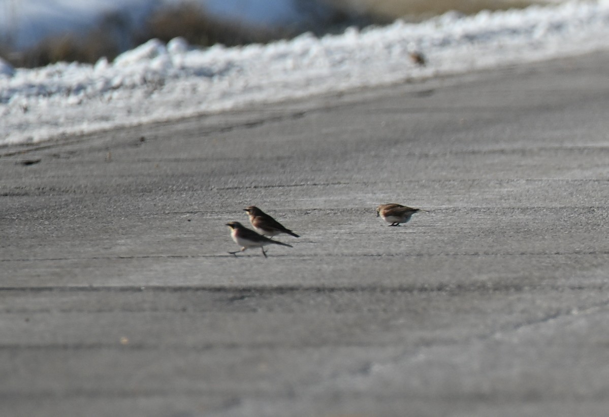 Horned Lark - ML646420912