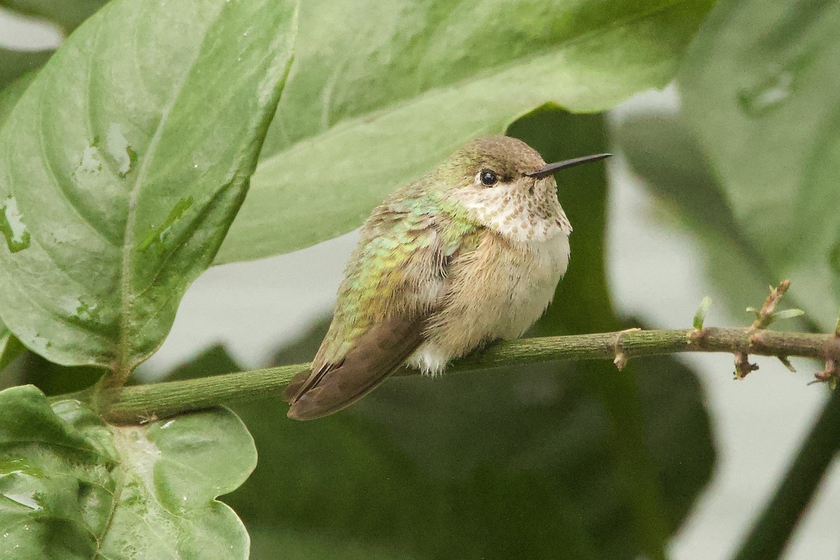 Calliope Hummingbird - ML646420916