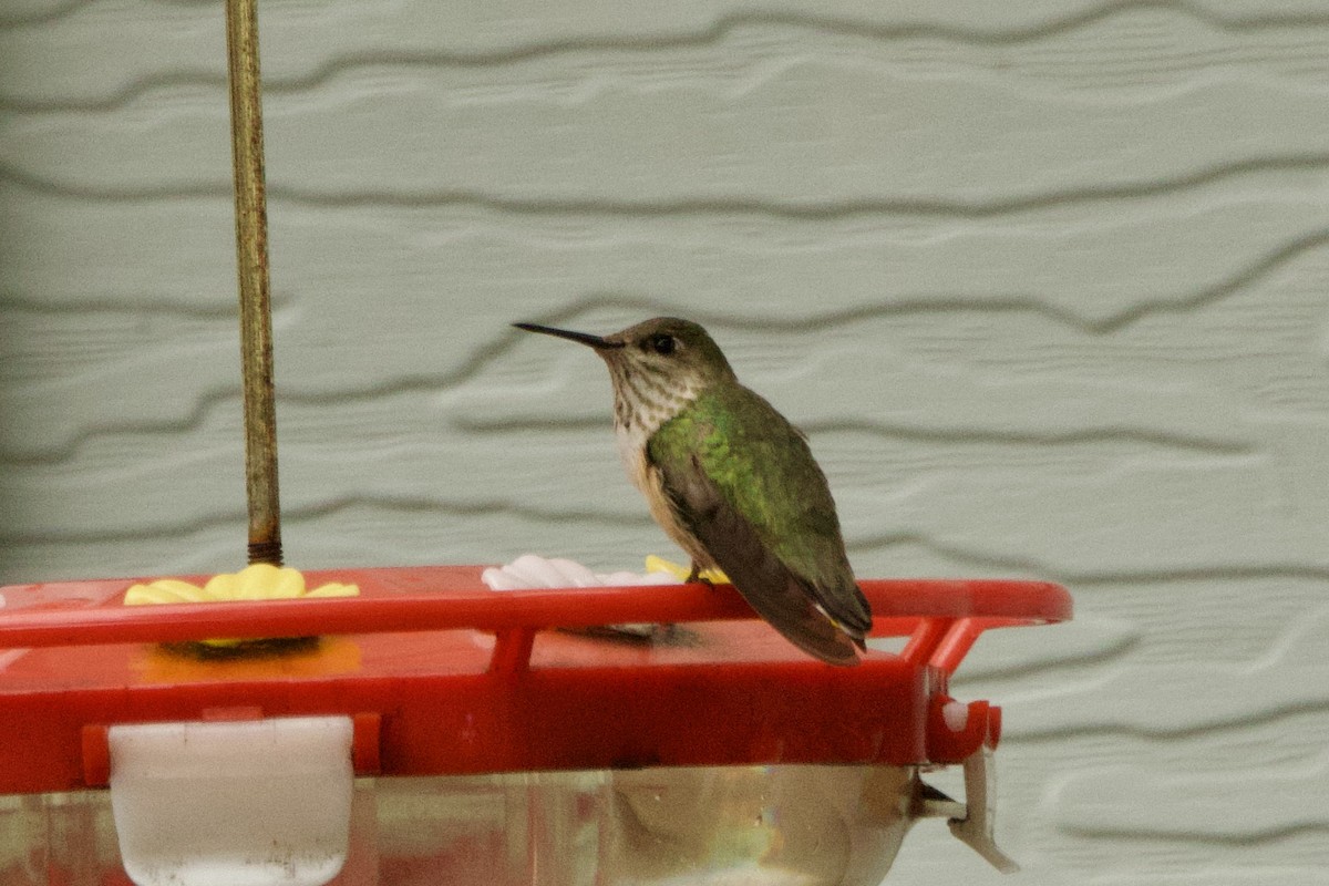 Calliope Hummingbird - ML646420918