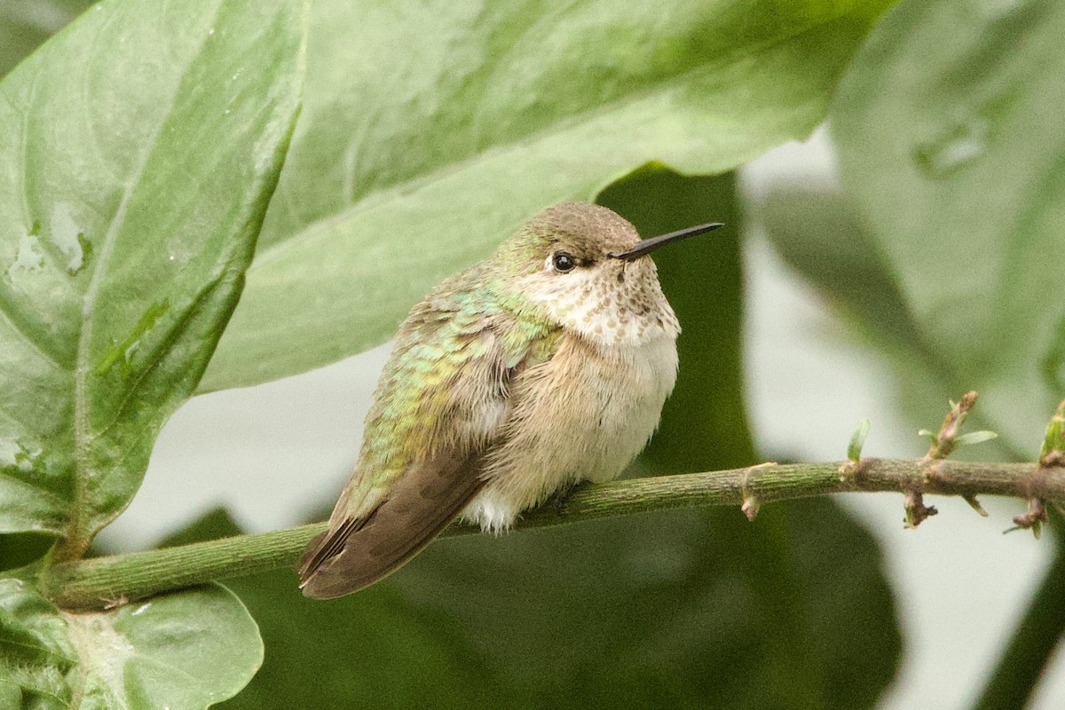Calliope Hummingbird - ML646420919