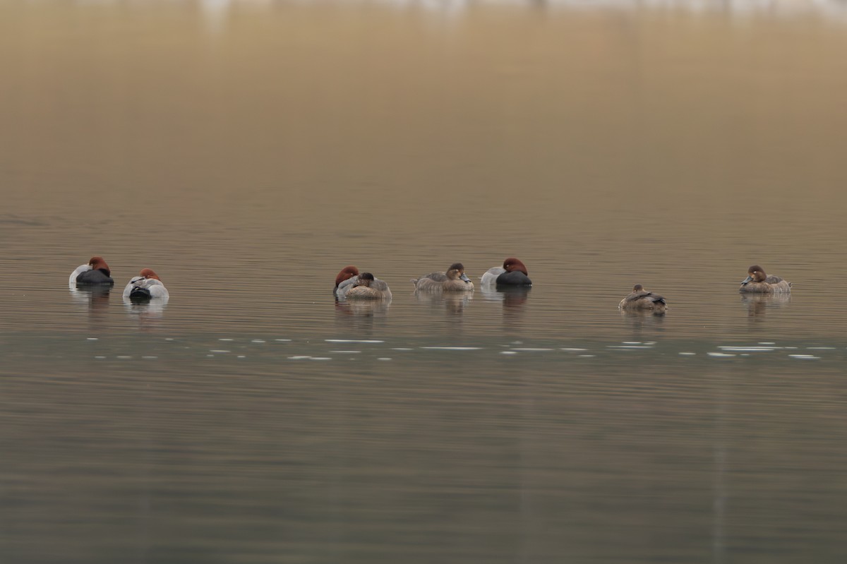 Redhead - ML646420921