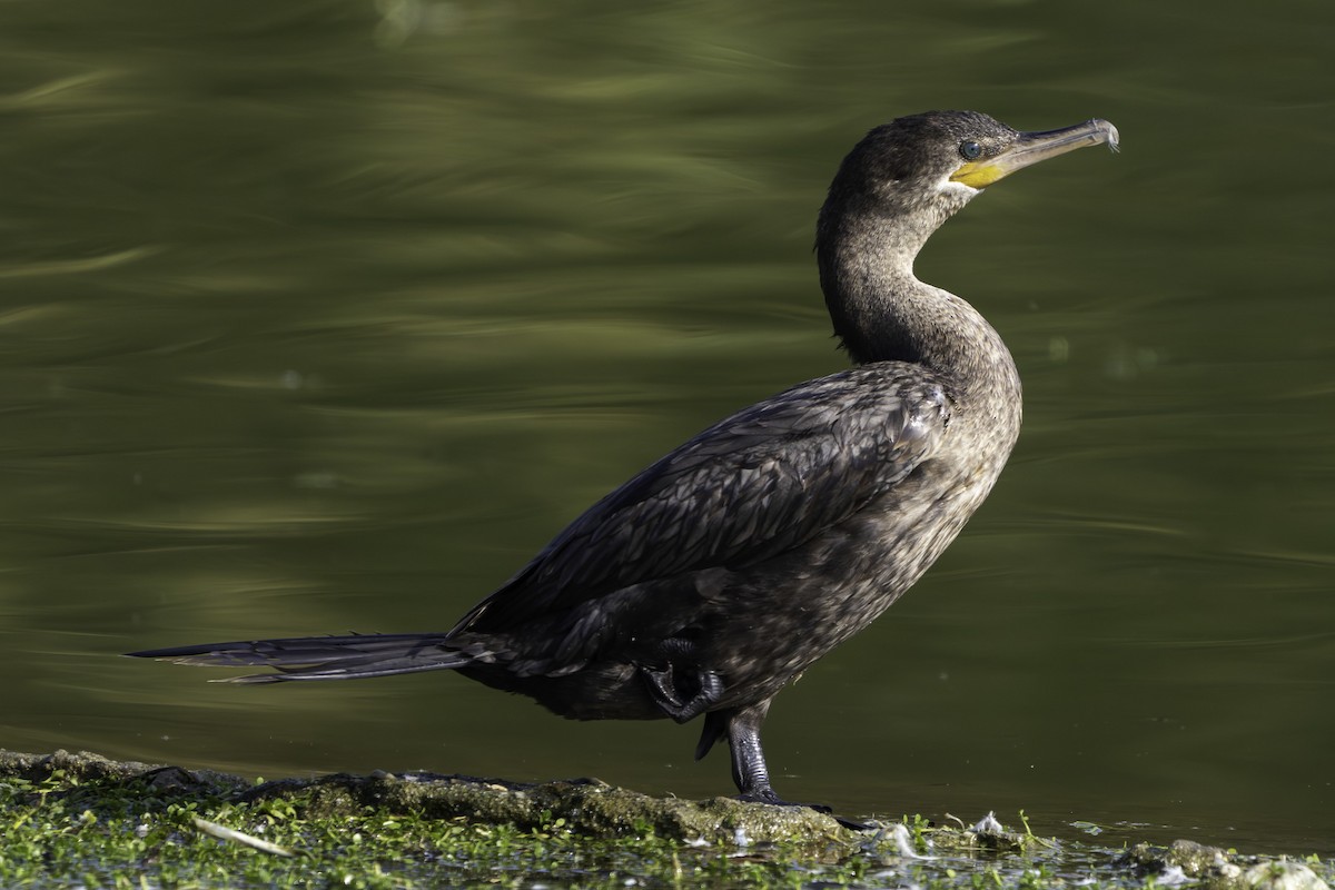 Neotropic Cormorant - ML646420925