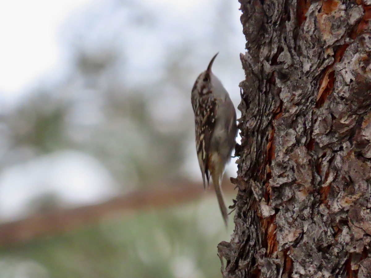 šoupálek americký - ML646420929