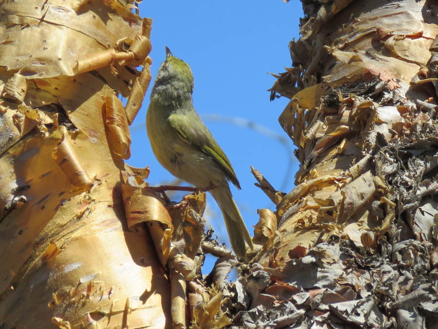 Common Jery - ML646420935