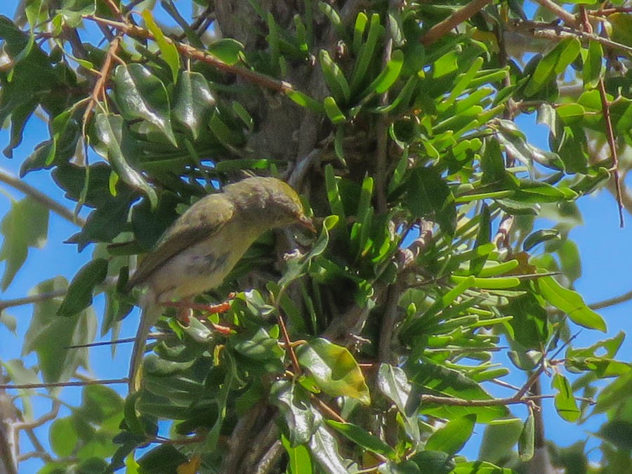 Common Jery - ML646420936