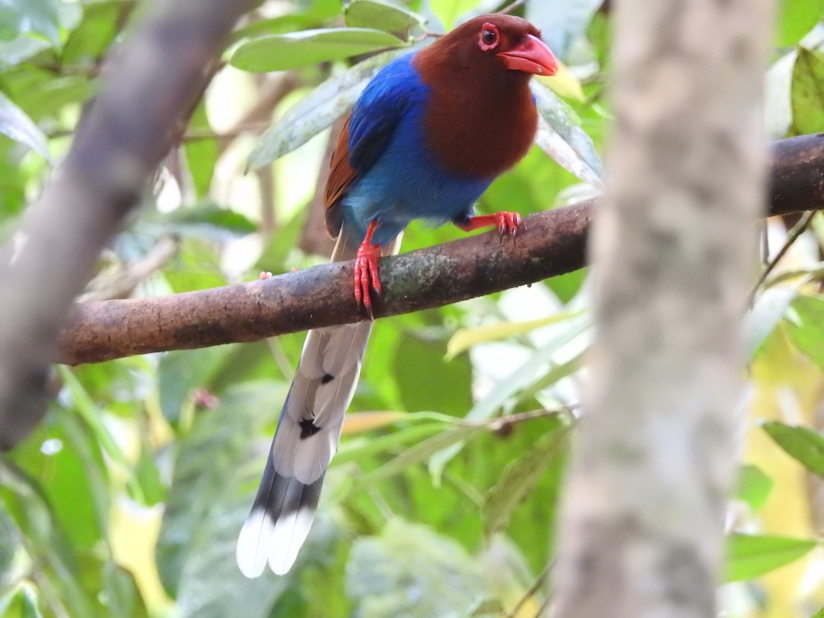 Кіта ланкійська - ML646420938