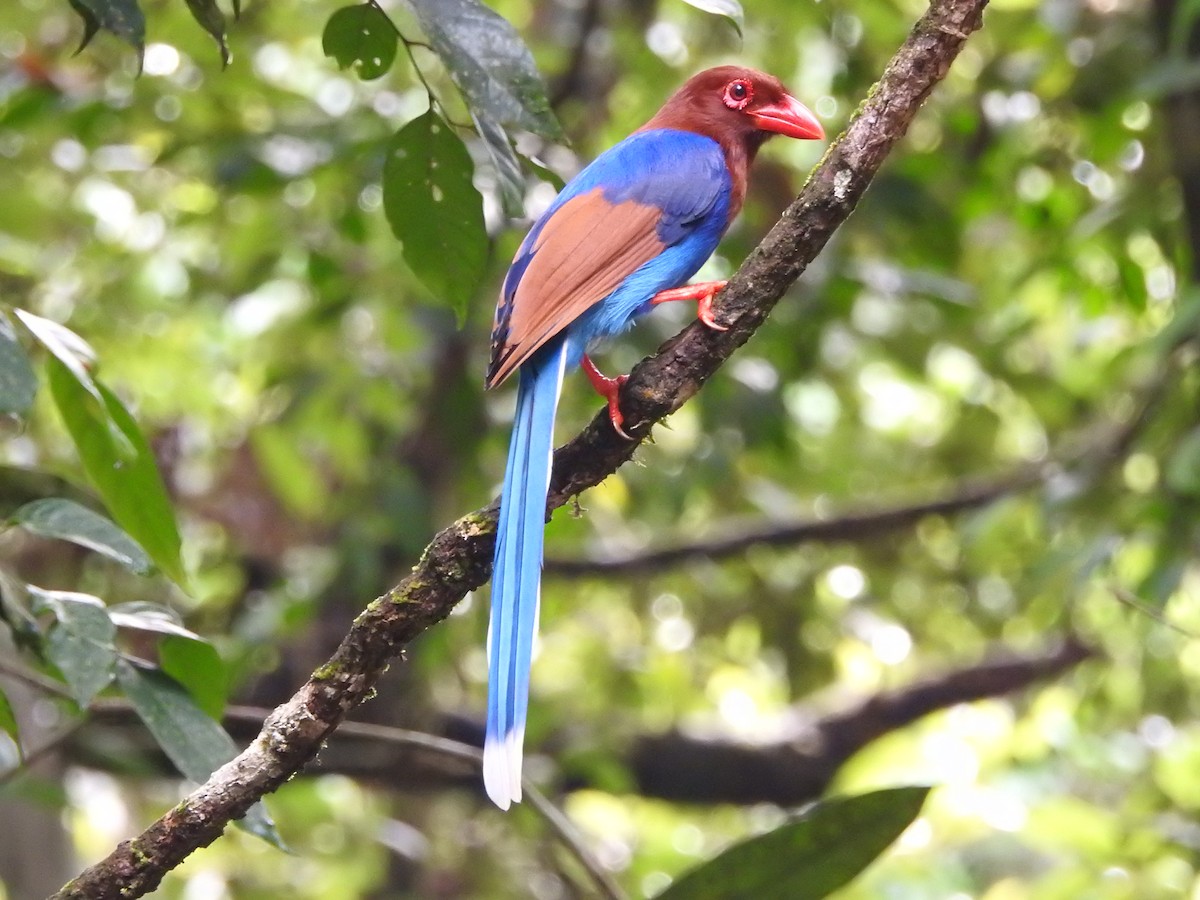 Кіта ланкійська - ML646420939