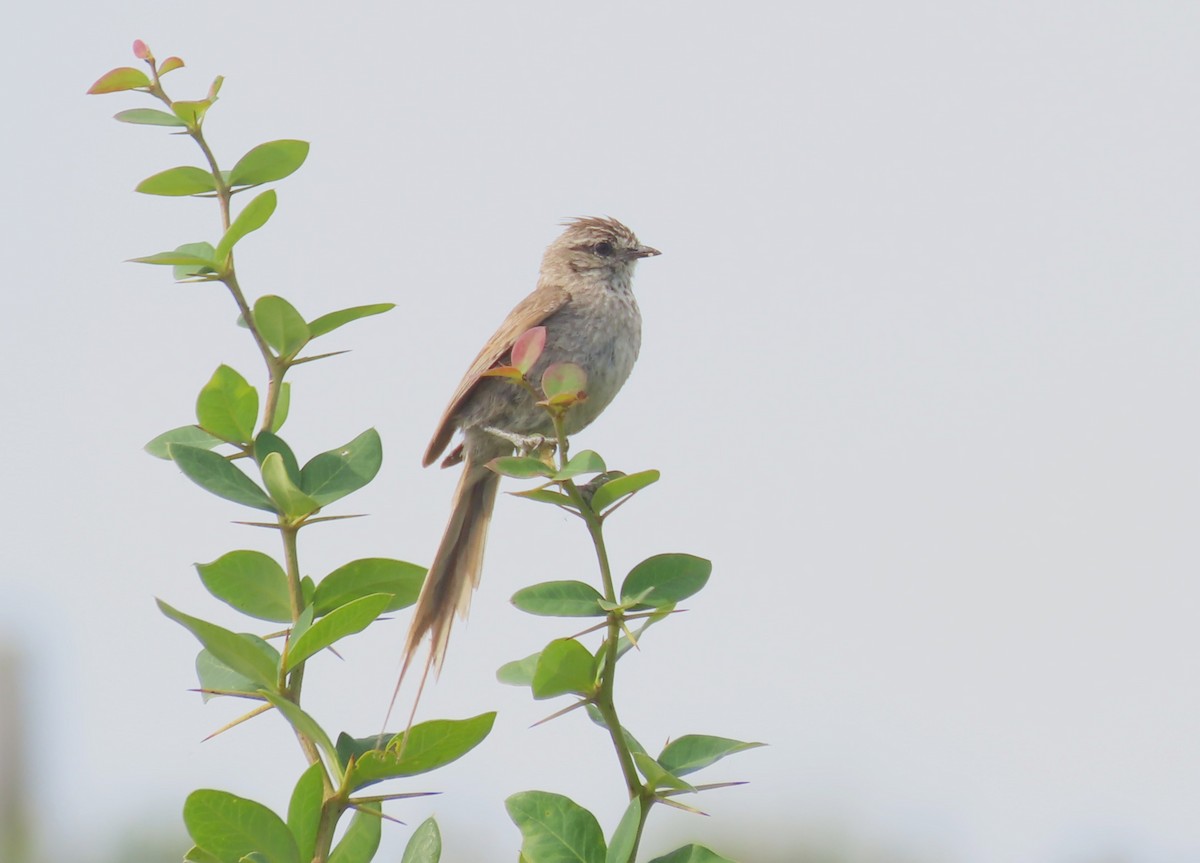Tufted Tit-Spinetail - ML646420940