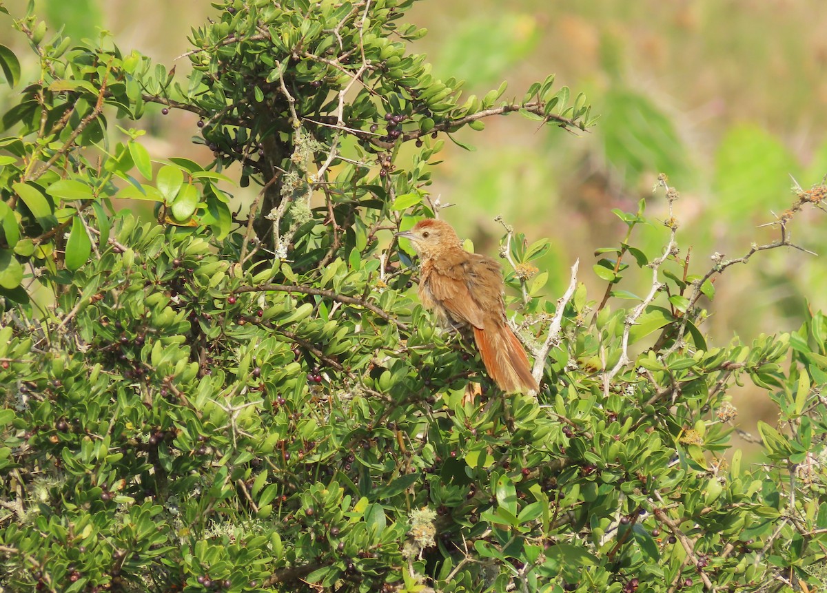 Freckle-breasted Thornbird - ML646420942