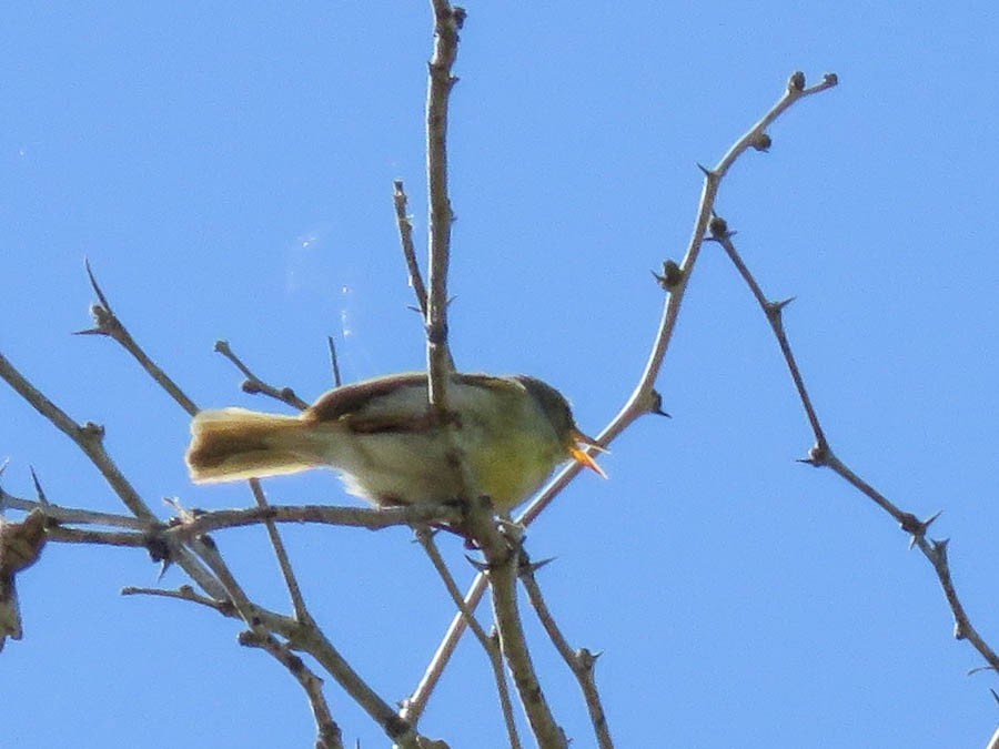 Stripe-throated Jery - ML646420943