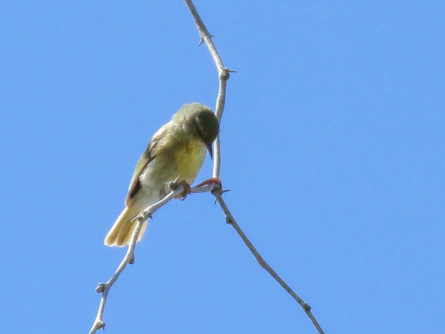 Stripe-throated Jery - ML646420944