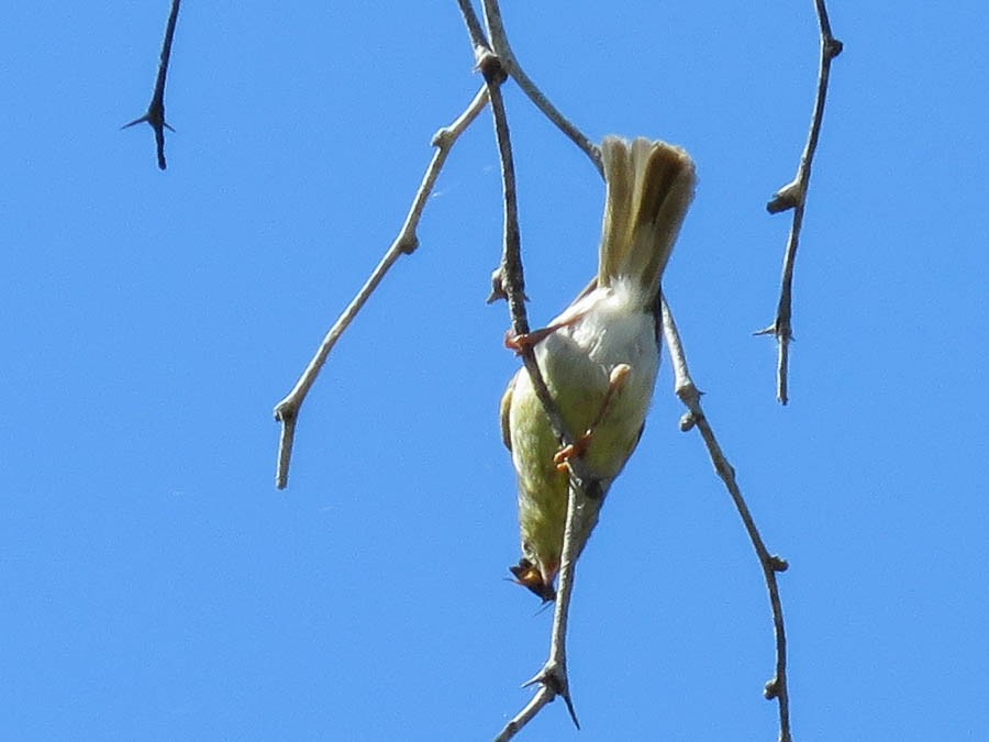 Stripe-throated Jery - ML646420945