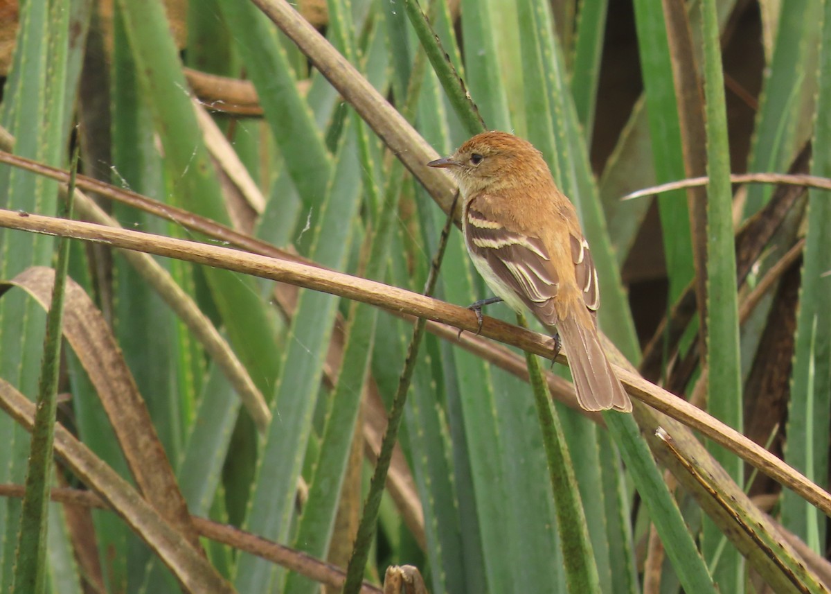 Bran-colored Flycatcher - ML646420948