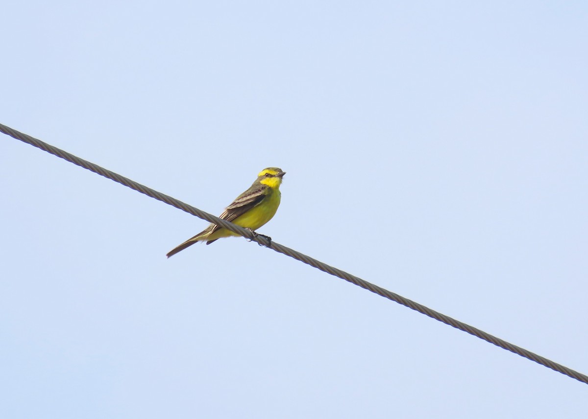 Yellow-browed Tyrant - ML646420952