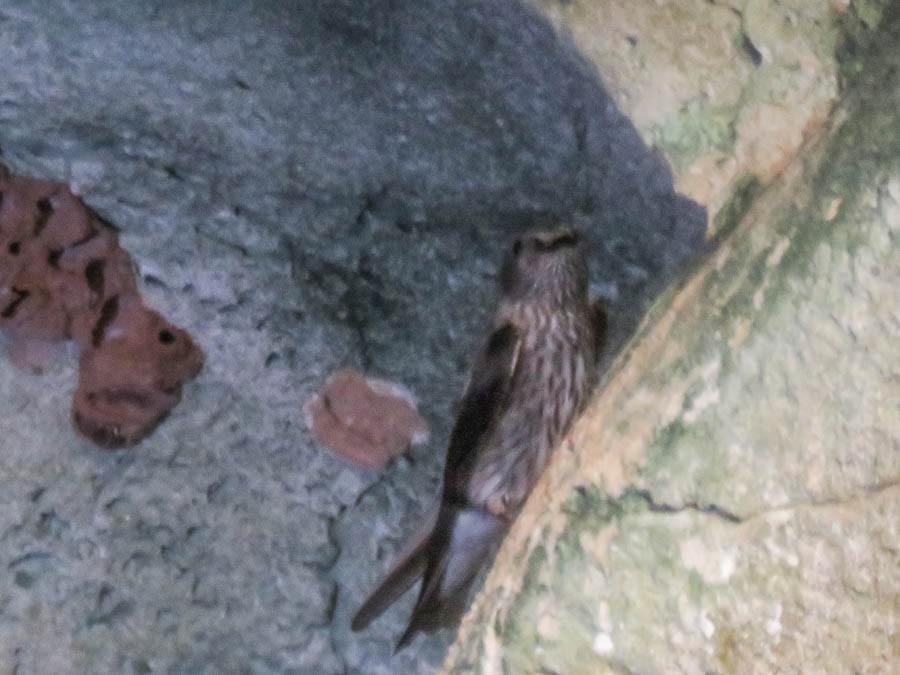 Mascarene Martin - ML646420953